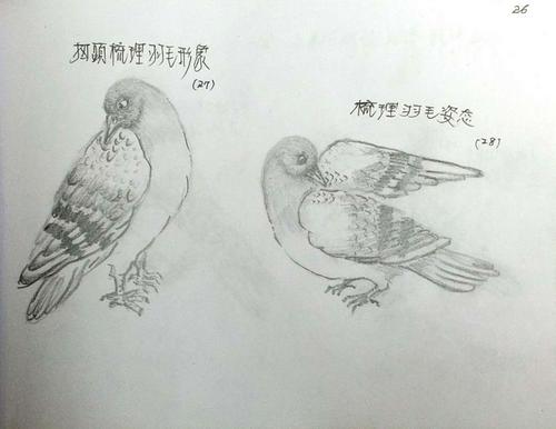 我养过鸽子,了解鸽子的