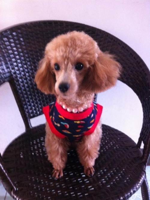 1岁走水小体型的贵宾找新家(母)