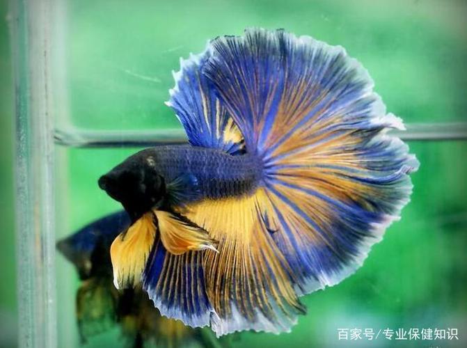 半月斗鱼好看的壁纸:背鳍和臀鳍均延长!
