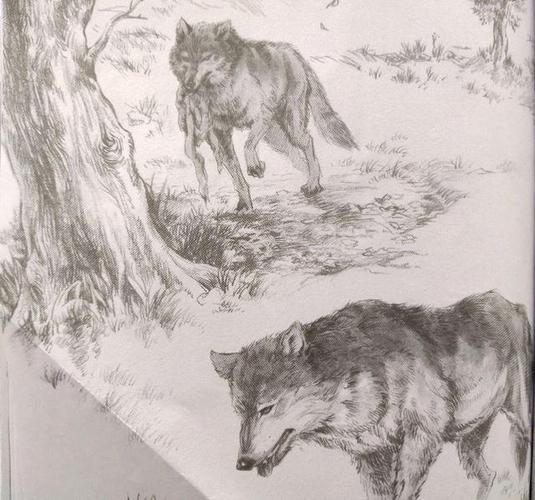 狼王梦第二章故事情节发展导读