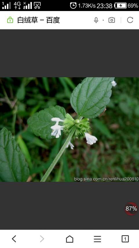 名称:白绒草. 形态:草本,茎被长柔毛.叶卵形,长1.5-4cm,密被绒毛.