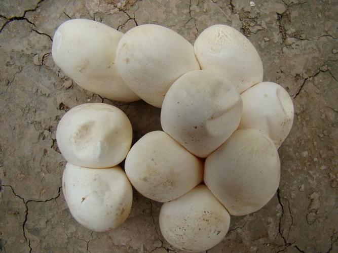 养蛇女人拍摄不同质量蛇蛋蛇卵的图