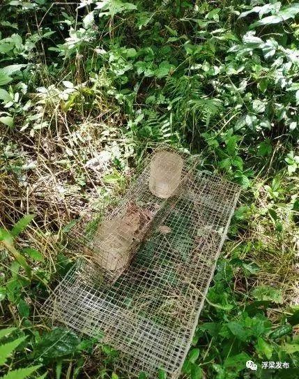 对放置捕蛇笼的地点进行指认民警根据经验判断,其住所肯定会有所