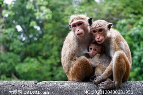 三只猴子抱在一起摄影图片