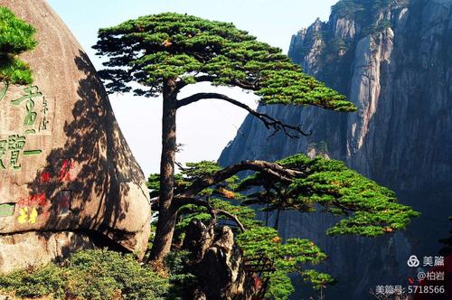 朱总司令为黄山迎客松题字