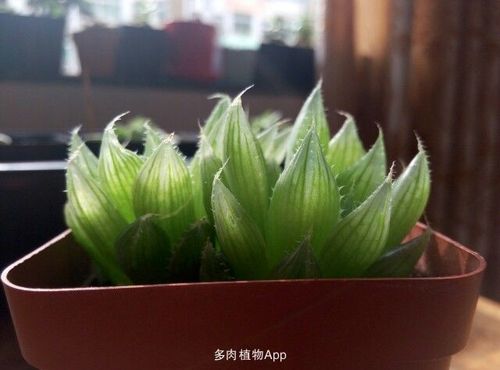 我的三角琉璃莲,天气好的时候特别漂亮