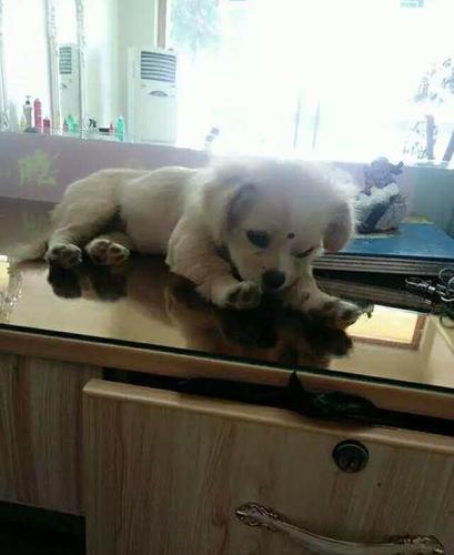 博美,金毛串串.