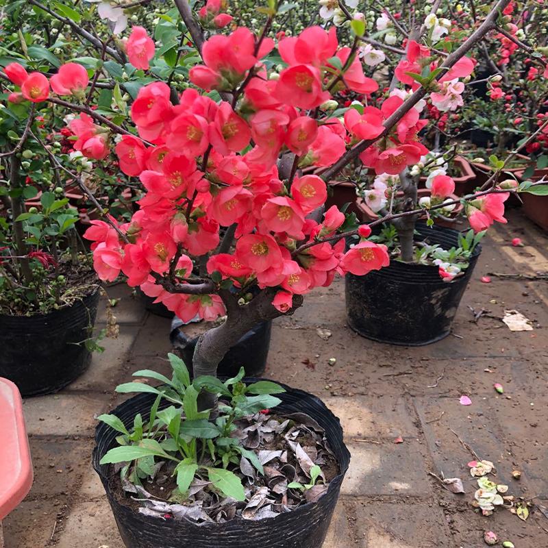 日本长寿冠海棠花盆栽老桩带花苞四季开花重瓣花卉庭院好养的盆景