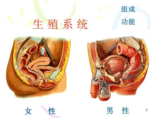解剖学基础生殖系统ppt参考幻灯片