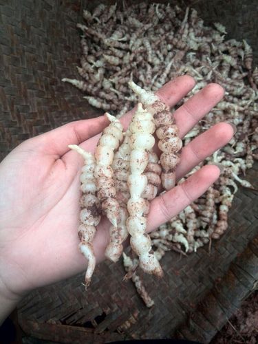 专业批发 新鲜地环 甘露子 宝塔菜 新鲜无泥沙 无