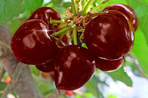 最好看的樱桃图片大全 水果樱桃高清图片欣赏