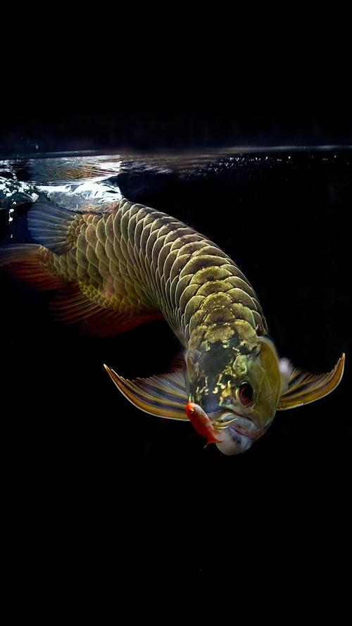 看图- 龙缸器材 - 龙鱼之巅