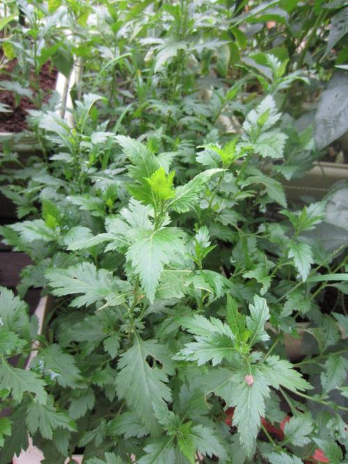 【南京人喜欢的菊花脑】