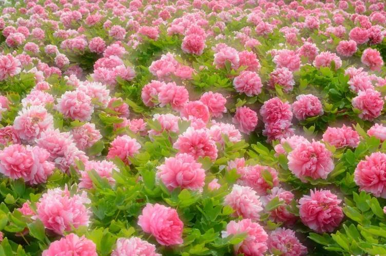 风景这边独好!德州减河东岸"牡丹花海"绽放