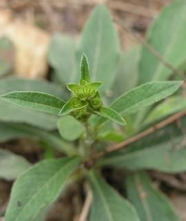 这种客家人叫"地斩头"拿来煲汤的植物学名叫什么呀?