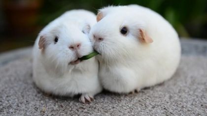 两只呆萌豚鼠吃同一个草叶