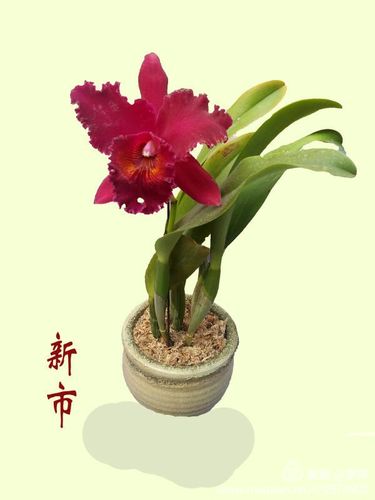 我的花卉摄影一一精品卡特兰 写美篇           下面的是"日盛"卡特兰