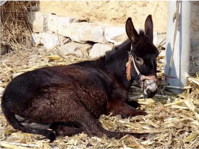 不过有一点,从村民们的描述看,网传的"西洛干警用手枪将大黑骡子击毙"