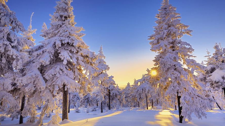 冬天雪地树林