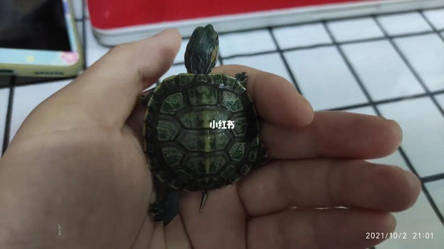 请问这是腐甲吗?_乌龟_宠物_宠物其他