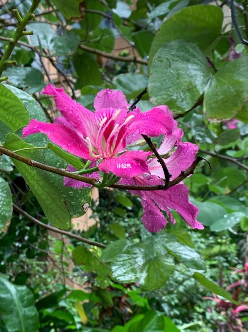 美丽异木棉和洋紫荆傻傻分不清_绿植_我爱绿植_家居家装_家居装饰