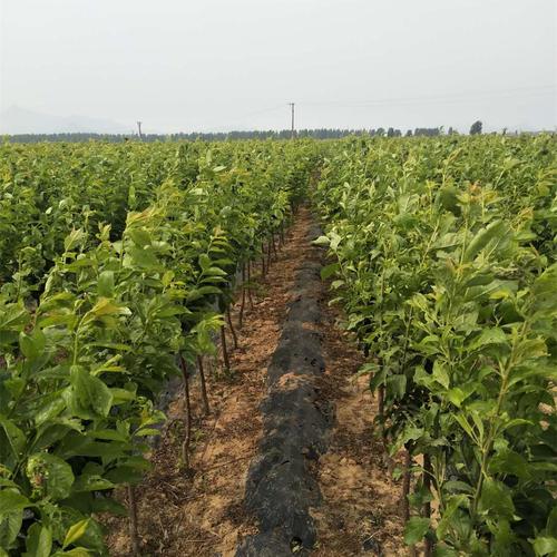 苗木基地种植 西梅女神西梅蓝蜜 李子树 免费提供种植