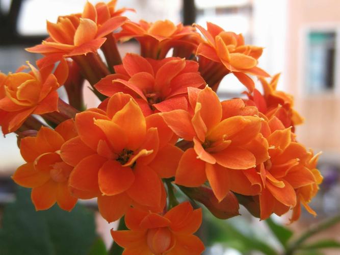 橙色长寿花,今天靓爆镜!