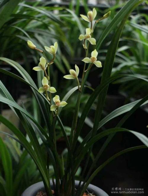 建兰 中华水仙