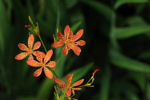 射干花图片射干图片射干植物图片