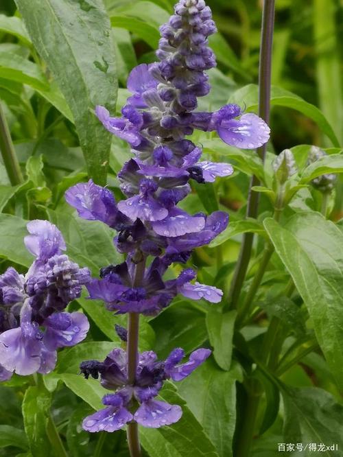 鼠尾草花淡紫蓝,清香萦绕在堂前