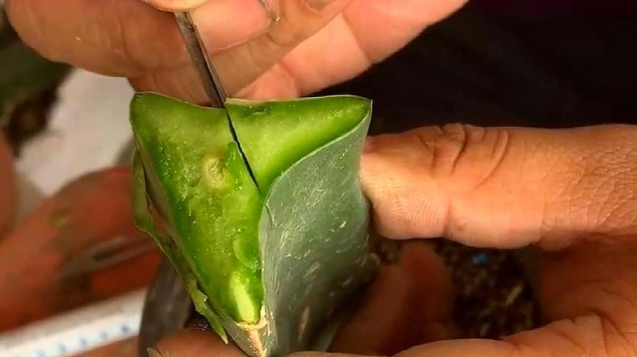 花卉养殖嫁接技术