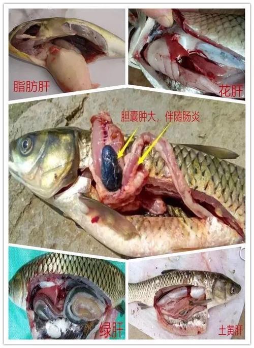 好课丨水产鱼类肝胆疾病频发怎么办?水产技术大咖有经验!