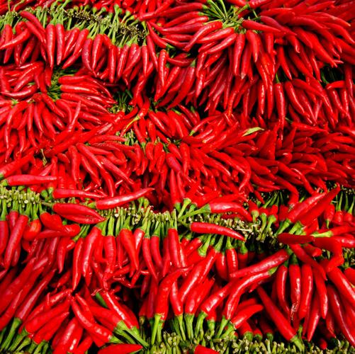 太行山辣椒红透啦!