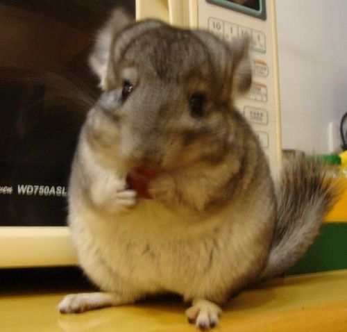 彩猫的由来是标灰龙猫基因突变后代相互繁殖  而产生了金色 黑色