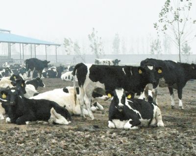 河南畜牧:六畜兴旺蓬勃前行