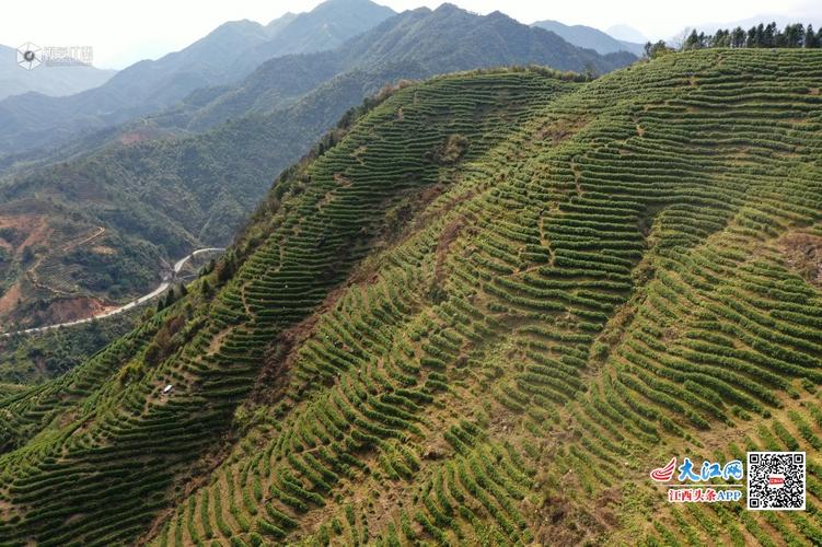 江西铅山:茶山梯田曲线如大地"指纹"