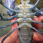 cherax属螯虾的公母分辨法