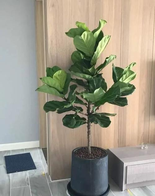 琴叶榕叶子很大,好看不好养,叶子易发黄,日常养护要小心