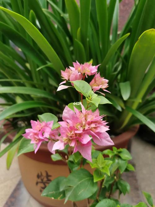重瓣粉三角梅_三角梅_家居家装_家居装饰_花艺