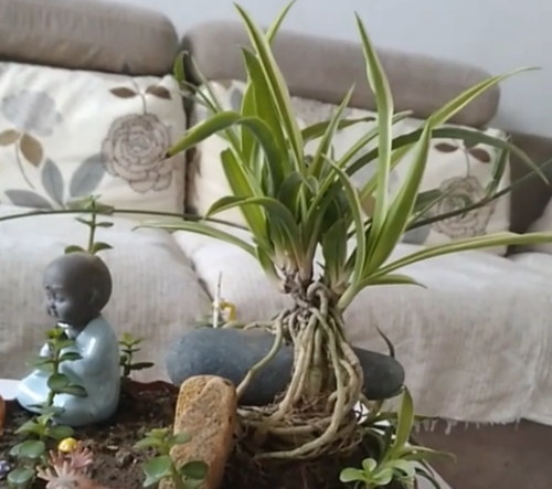 吊兰,老桩,盆景,吊兰养成老桩,养花