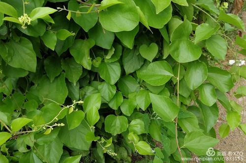 42,木防己,又名土木香,防己科木防己属缠绕藤本.木防己是一种中药材.