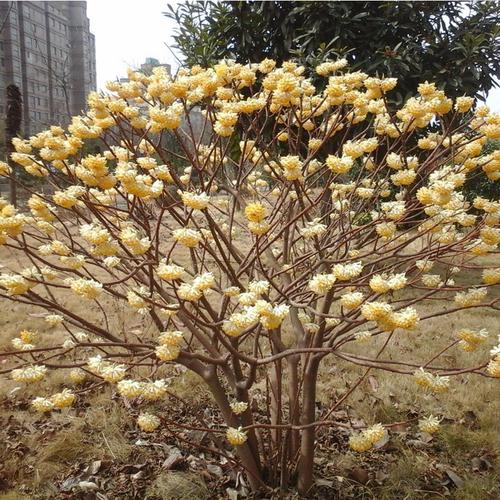 结香花苗打结树黄瑞香苗基地直销园林绿化苗木庭院植物花卉易成活