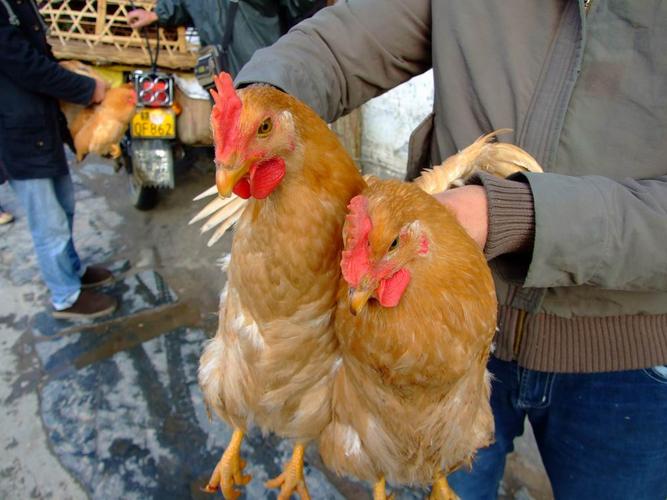 理坑:买鸡和卖鸡的人 续(行摄婺源之三十三)