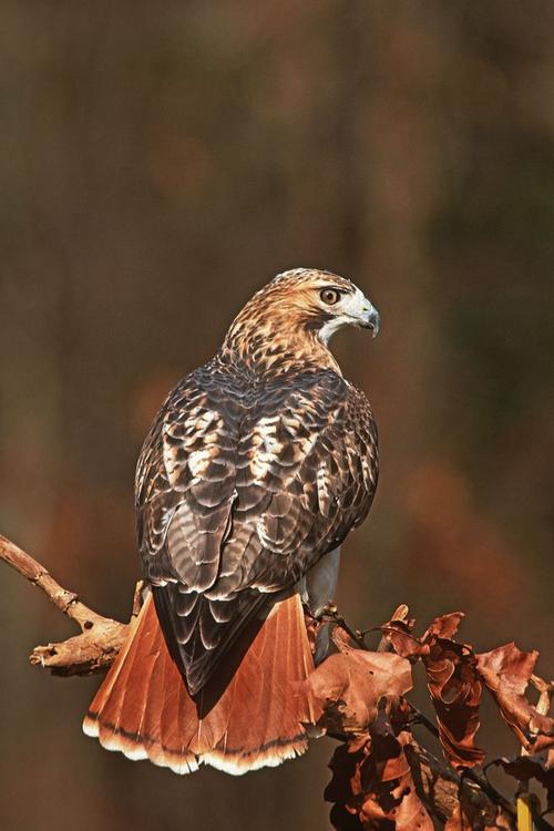 鹰形目·鹰科·鵟属:红尾鵟