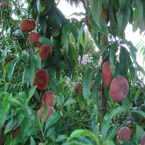 山东桃树苗,蟠桃苗,早熟.商品大图