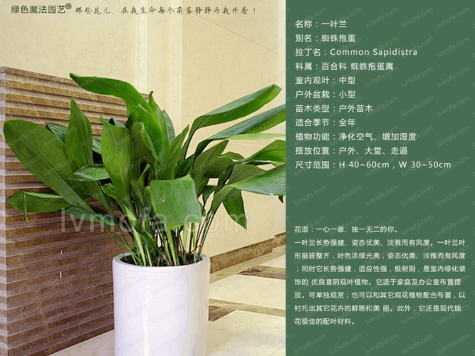 适合成都植物租赁的30种室内植物图片及详细资料