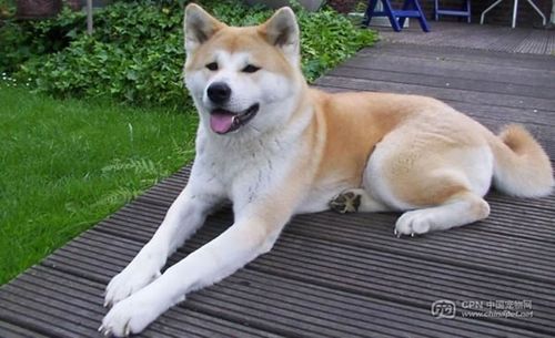 八公犬的故事