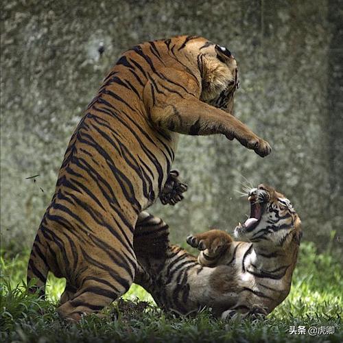 老虎交配场面堪比殊死搏斗狮虎豹和家猫一样阴茎上有倒刺吗