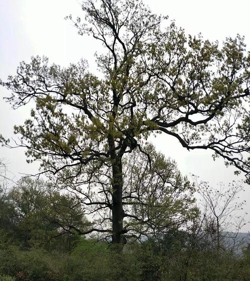 【寻访古树后续】在远安,百年樱桃树,你见过吗