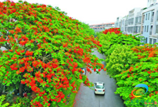 市花凤凰花.阳江市创森办提供